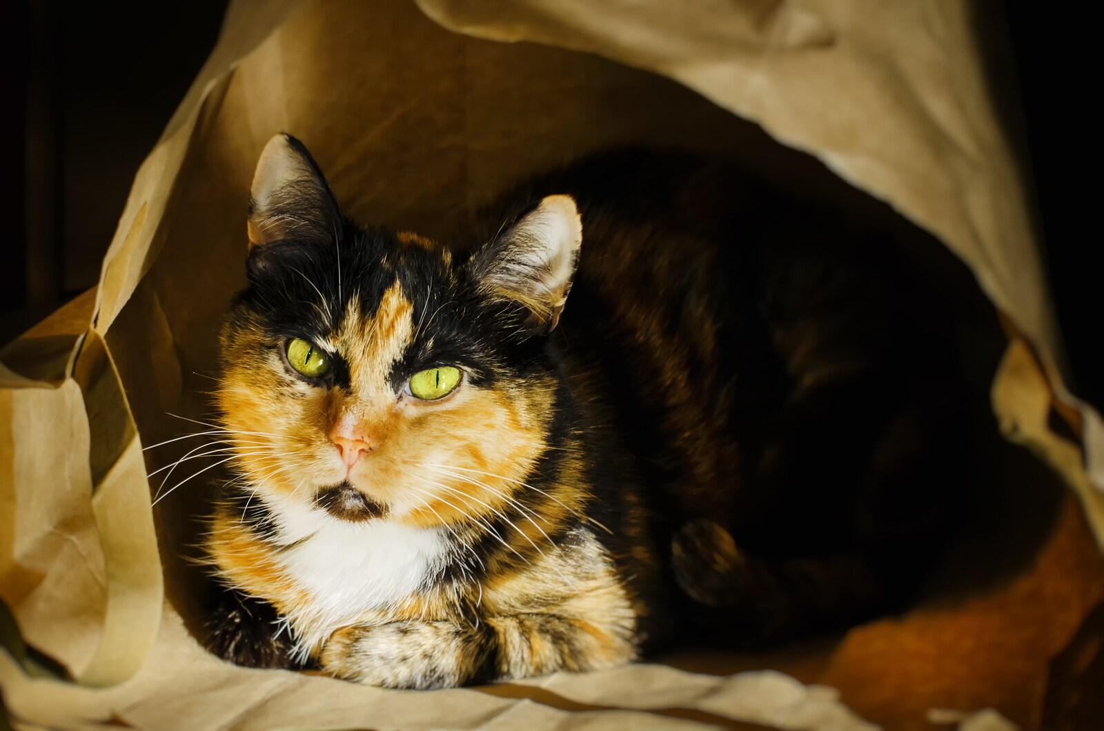 calico-cat-in-brown-paper-bag Calico cat with intense yellow eyes peering out of a brown paper bag.