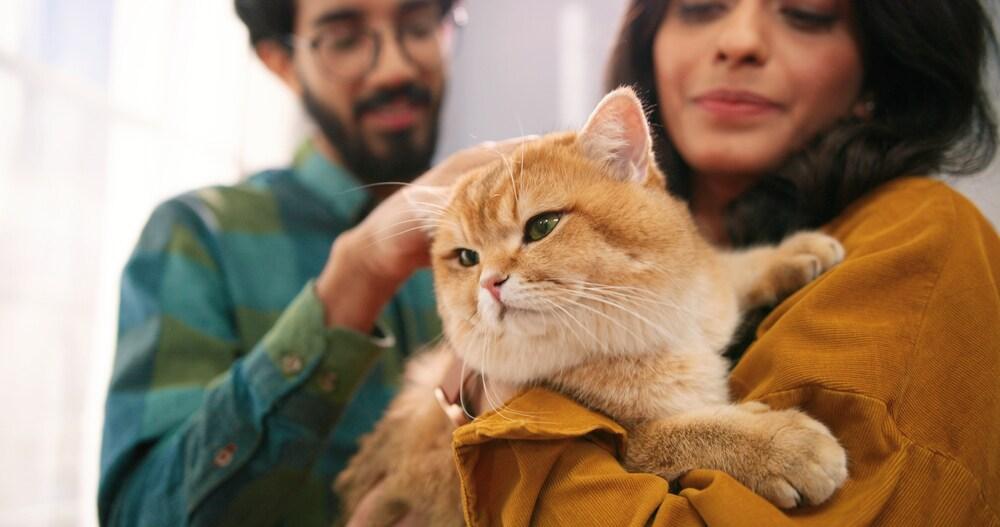 Close up of cheerful Indian young couple wife and husband standing in room at home holding cute cat in hands. Primer plano de una alegre pareja joven india, esposa y marido, parados en la habitación de casa sosteniendo un lindo gato en las manos