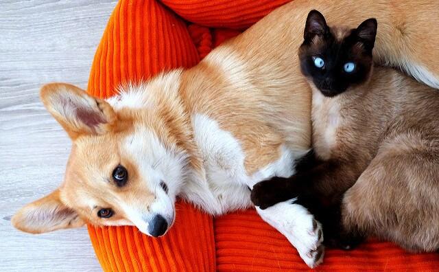 corgie dog and siamese cat on a pillow