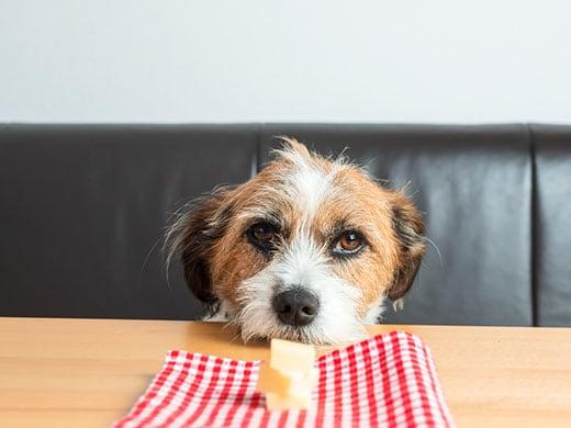 Un perro de aspecto desaliñado con la cabeza sobre la mesa mira fijamente el plato con queso.