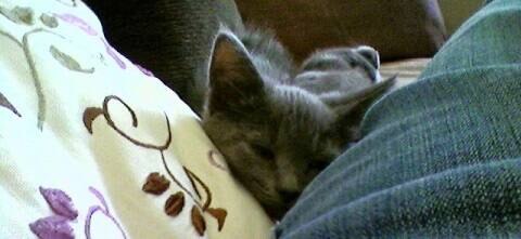 gray-kitten-snuggling-on-couch gray kitten snuggling with pet parent on the couch