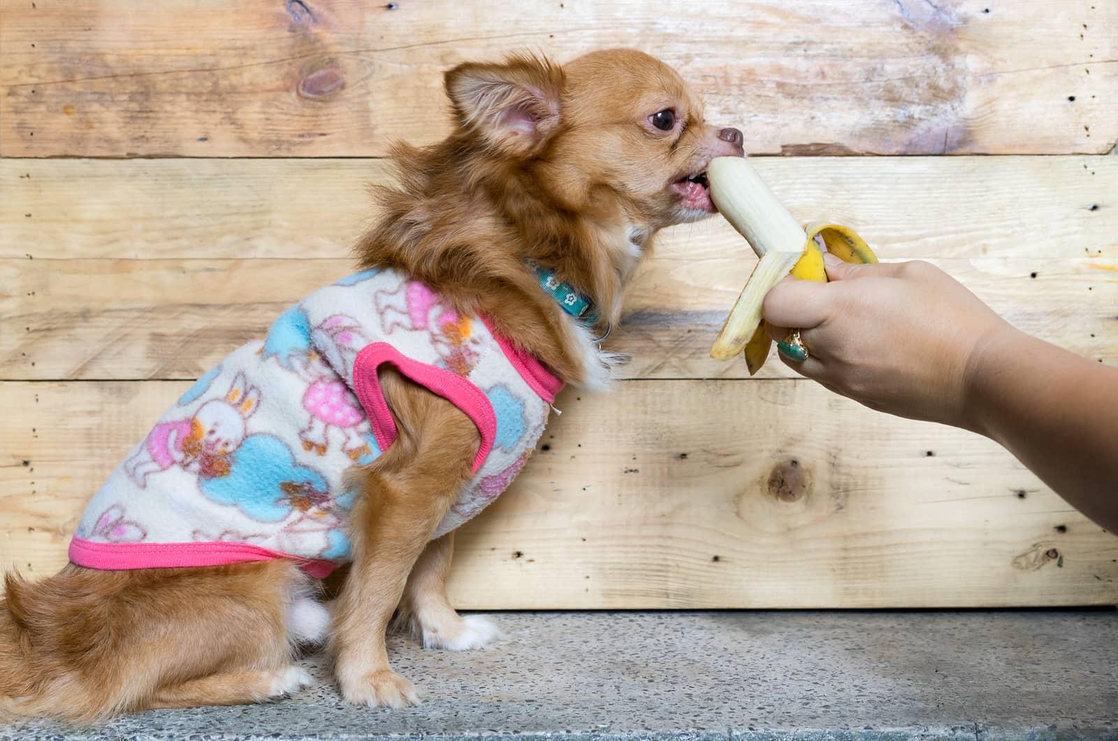 Un chihuahua comiendo plátano los perros pueden comer plátano