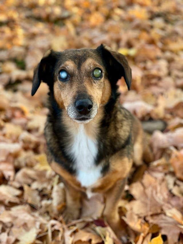 Perro ciego con enfermedad en los ojos