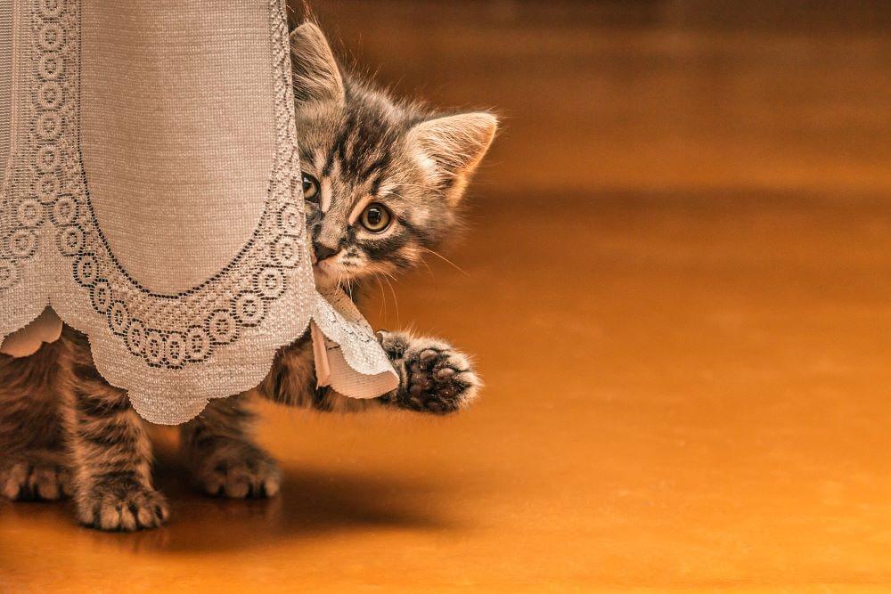 tabby-kitten-behind-table-cloth
