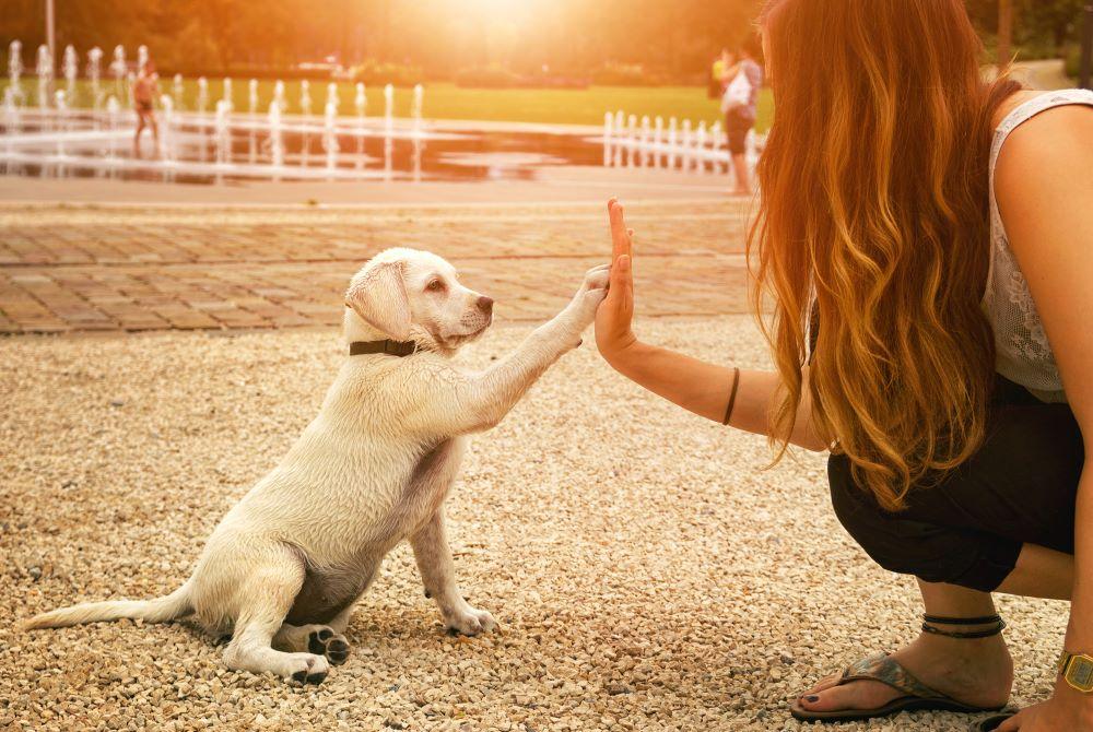 yellow-lab-puppy-high-five