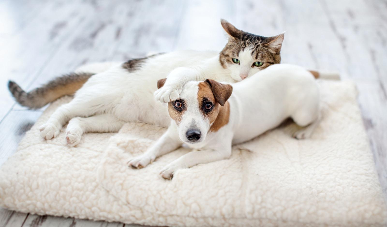 jack-russell-and-cat-on-pillow Jack Russell Terrier and cat snuggle on big pet pillow.