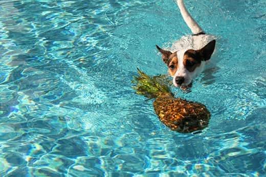Un Jack Russell terrier nada hacia una piña en una piscina.