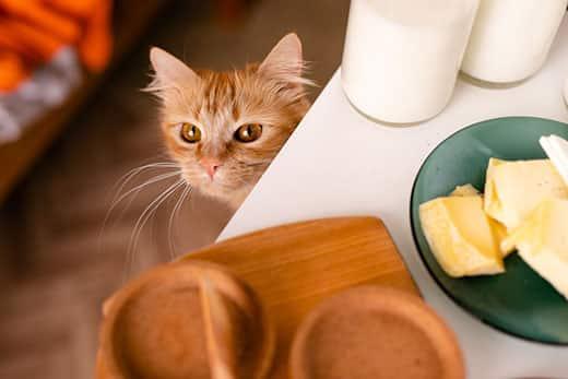orange-kitten-looks-at-table-with-cheese-plate-SW Orange kitten looks up at table that has a plat of cheese on it.