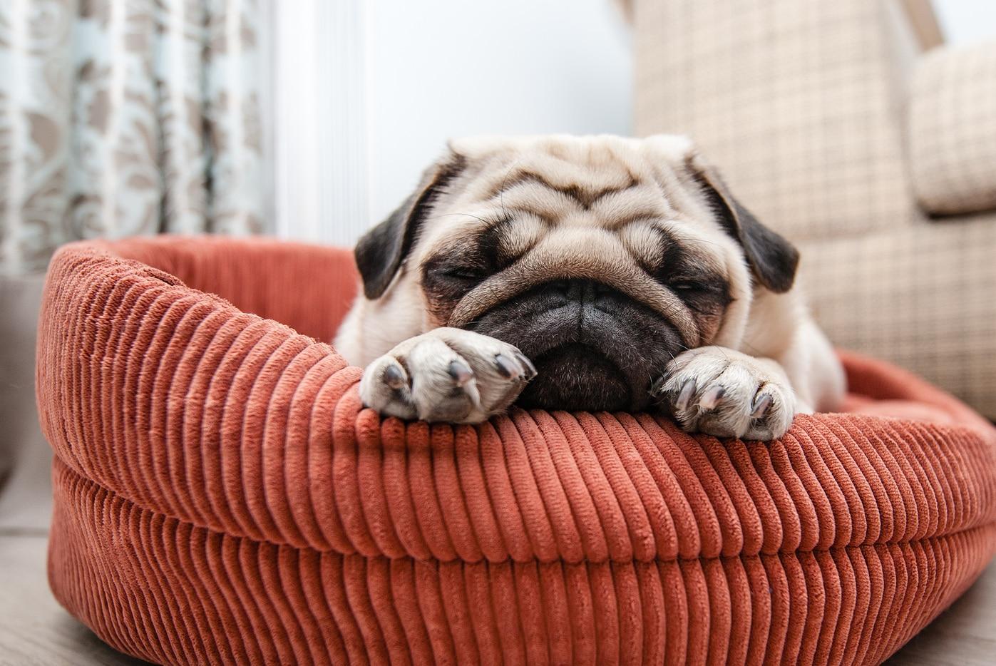 pug-asleep-in-dog-bed Brown pug naps in a red dog bed on the floor.