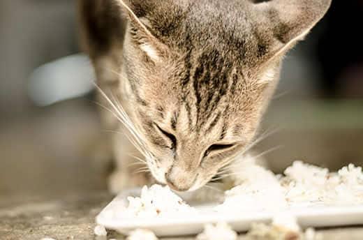 Gato con rayas comiendo arroz de un plato blanco
