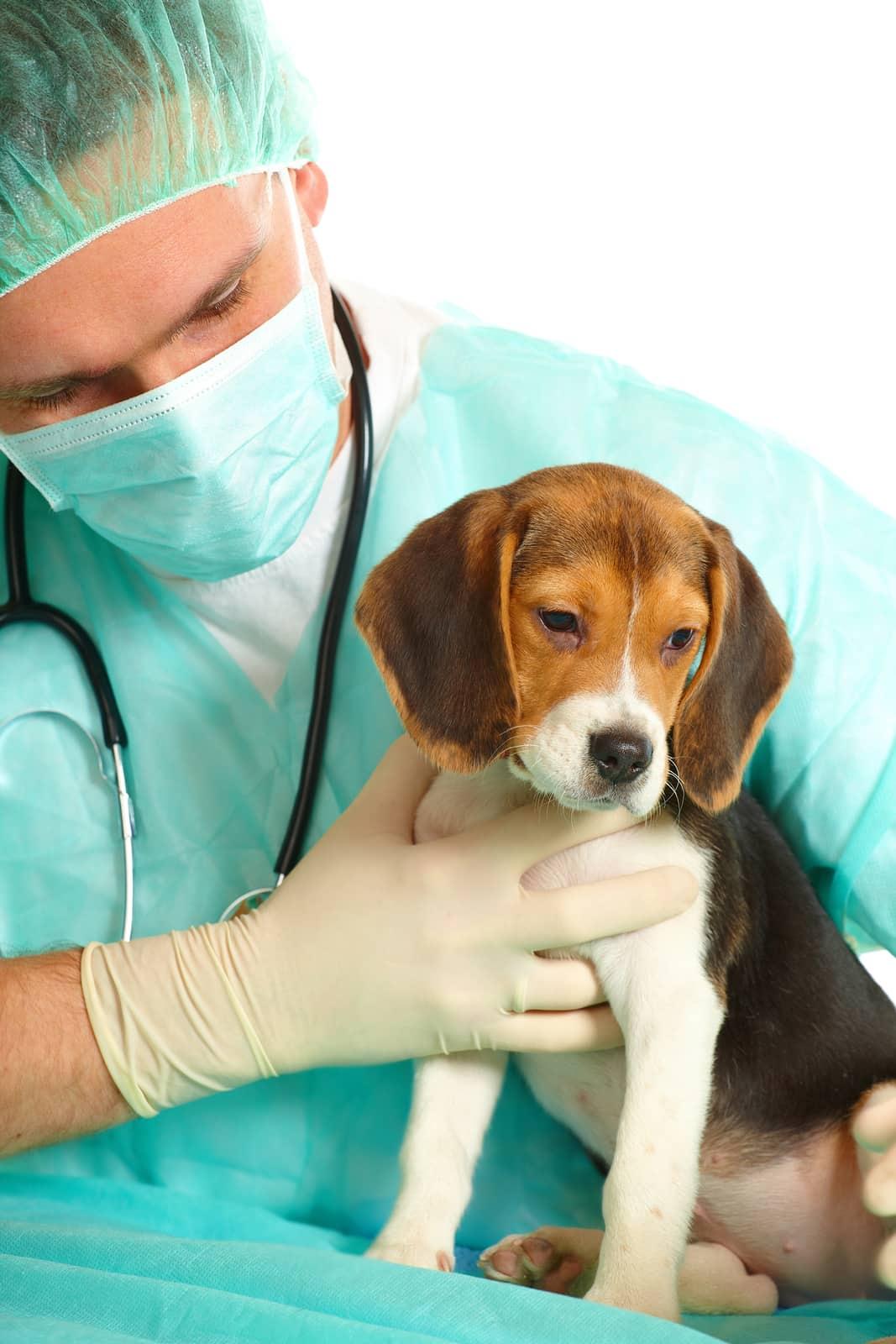 Cirujano veterinario carganod un pequeño perro beagle