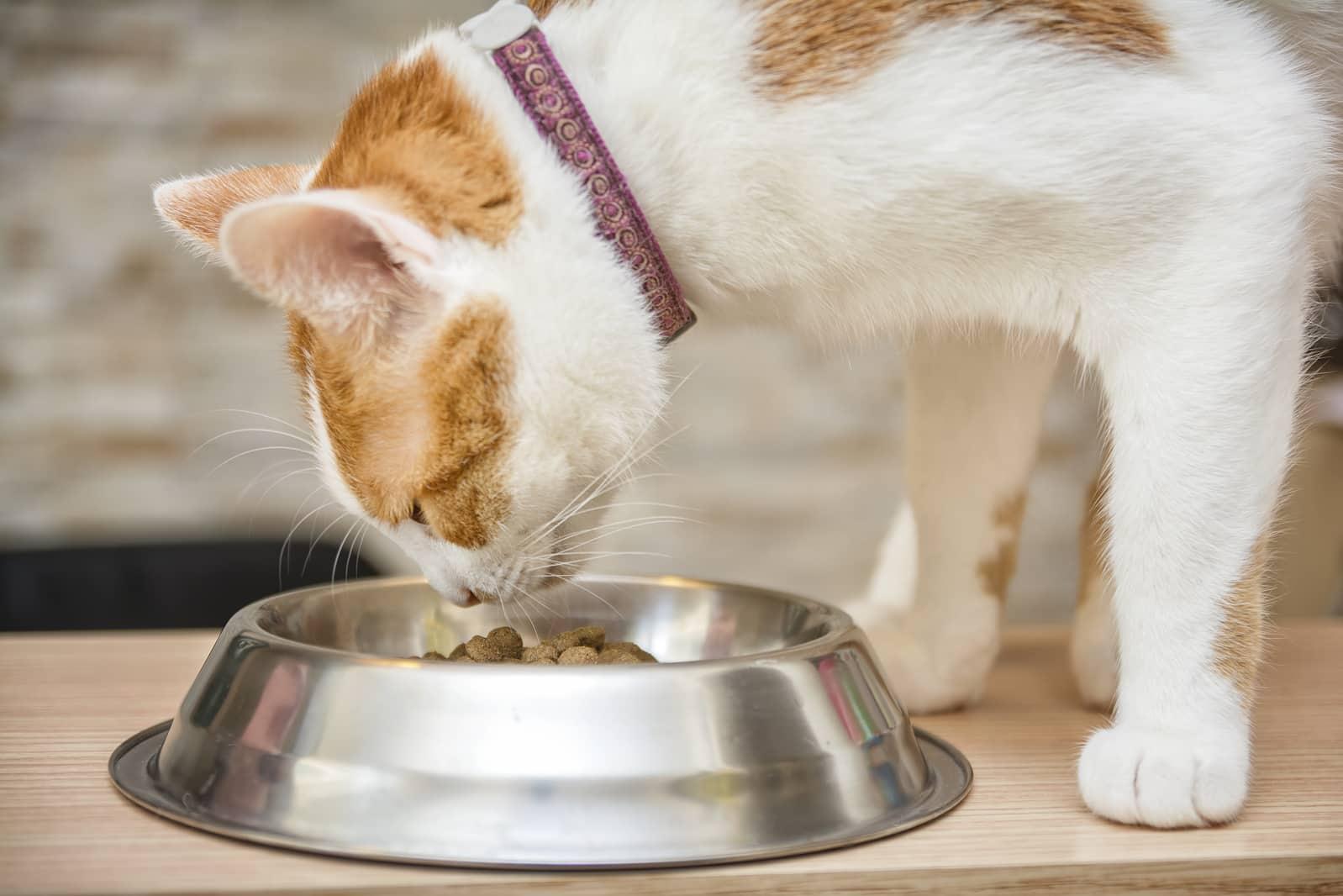 gato naranja y blanco comiendo de un plato Gato naranja y blanco con collar comiendo de un plato metálico