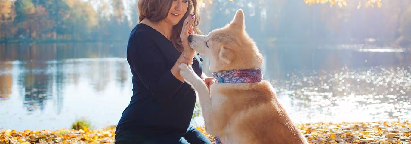 Fotografía de un perro Akita