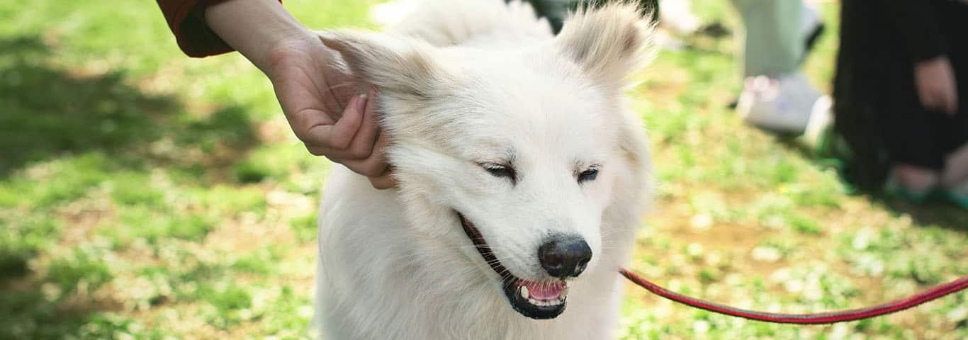 Foto de un perro esquimal americano