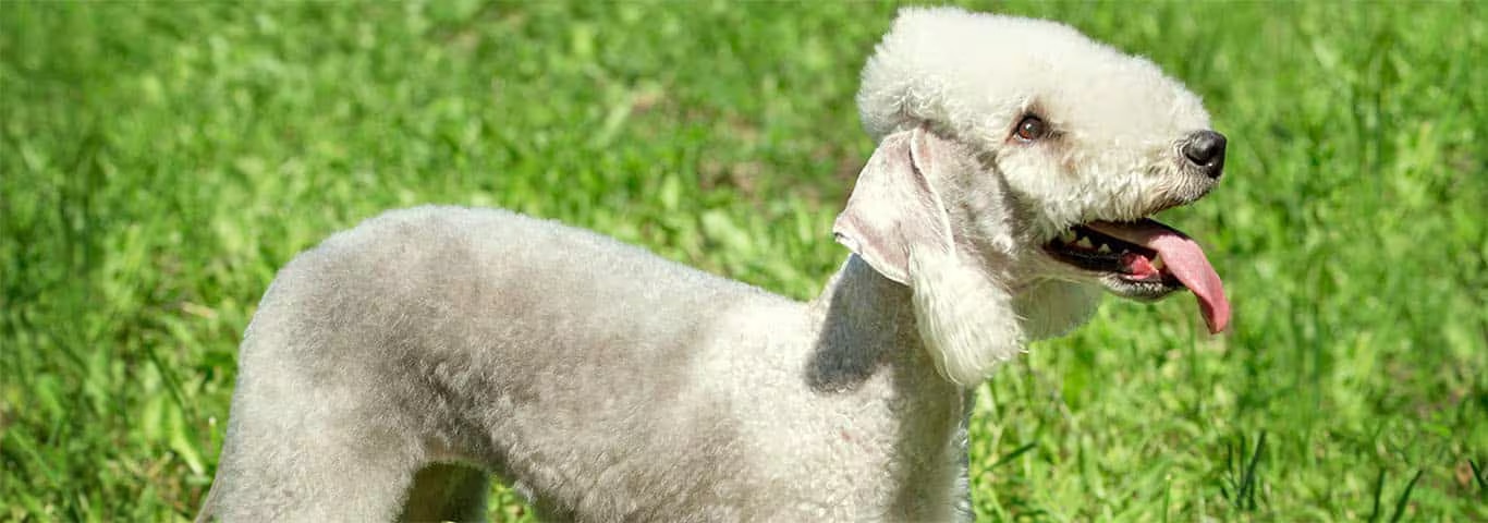 Foto de un perro Bedlington Terrier