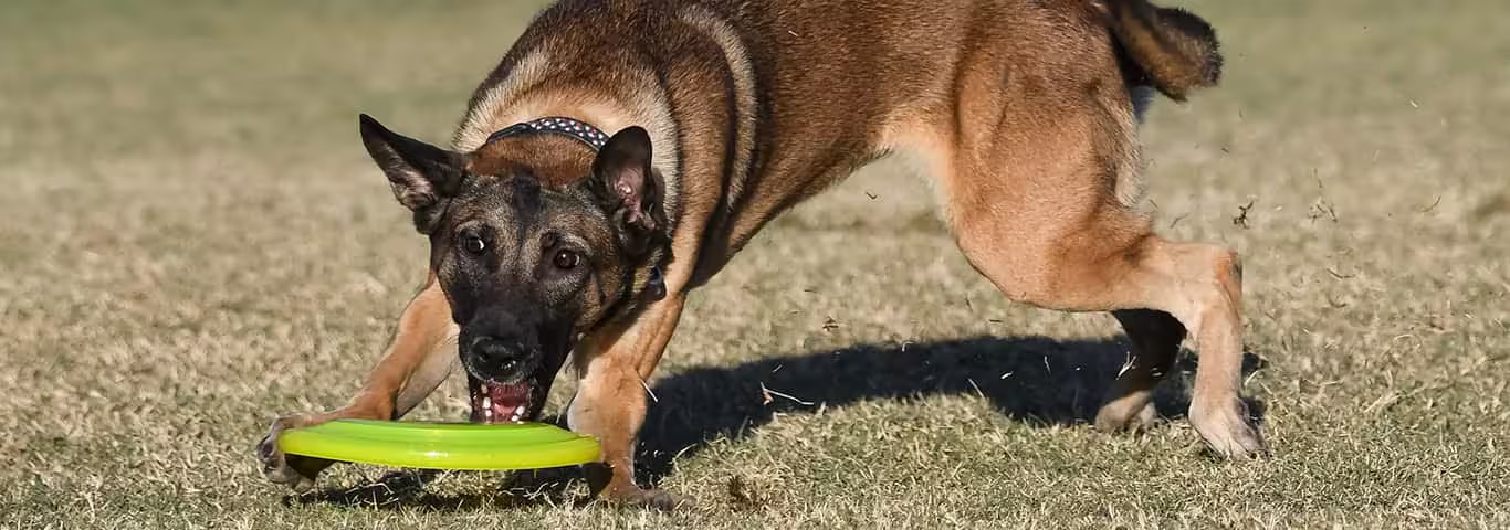 Fotografía de un perro belga malinois