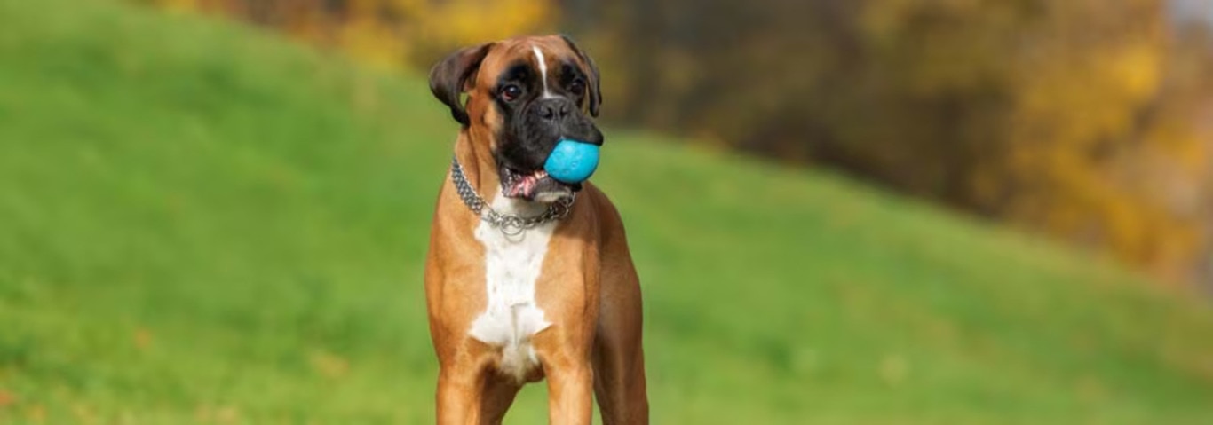 Foto de un perro Boxer