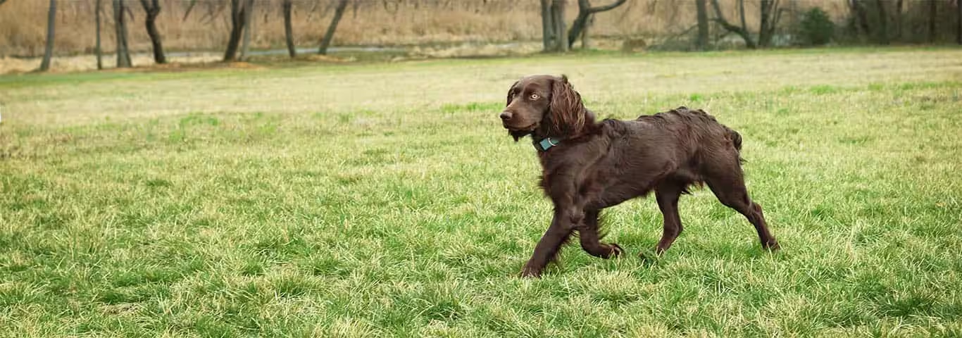 Fotografía de un perro Boykin Spaniel