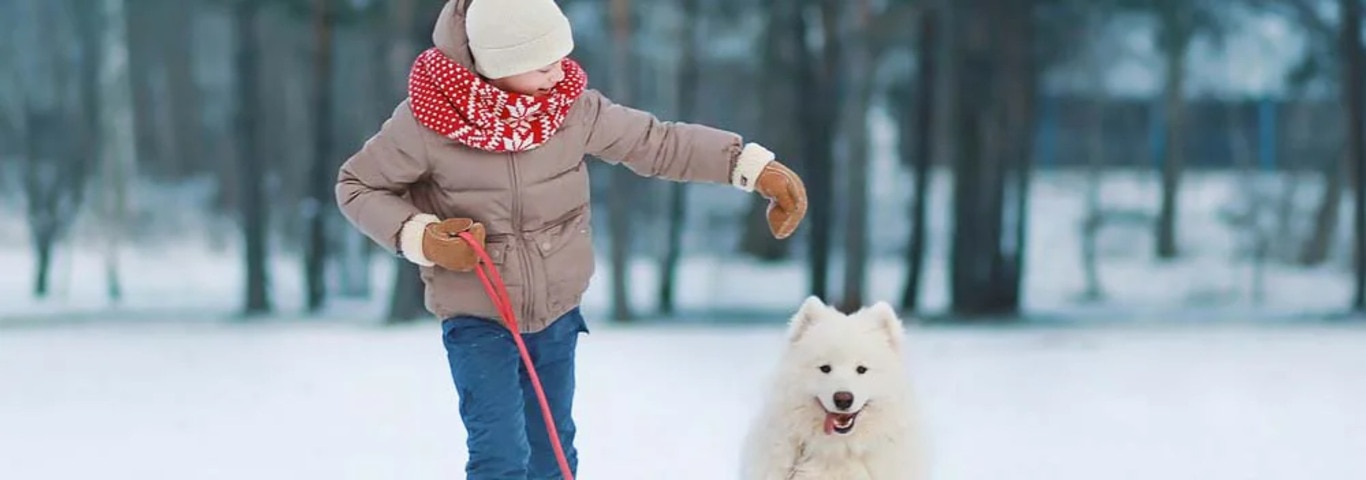 Fotografía de un perro samoyedo