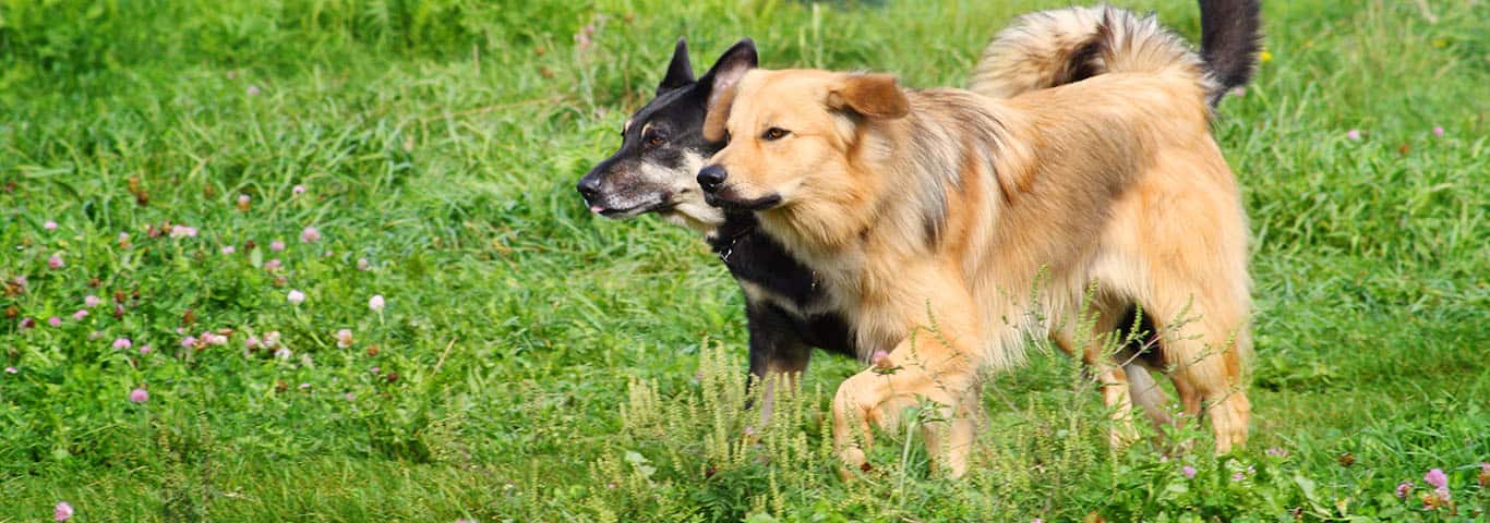 Fotografía de un perro Chinook
