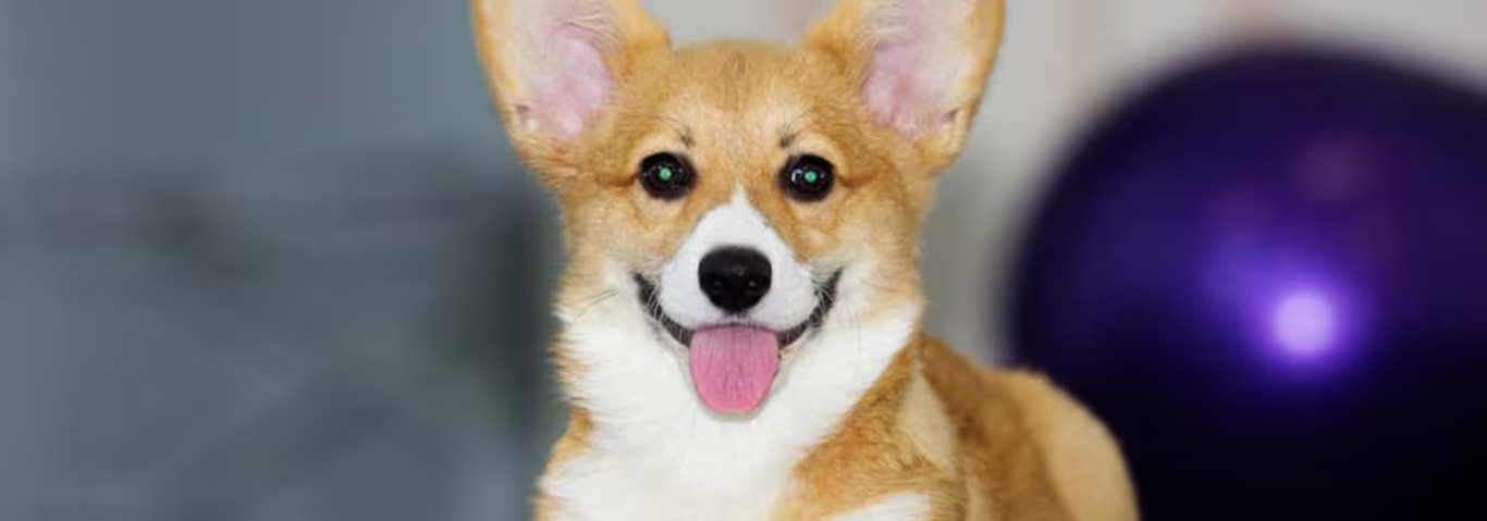 Fotografía de un perro Cardigan Welsh Corgi