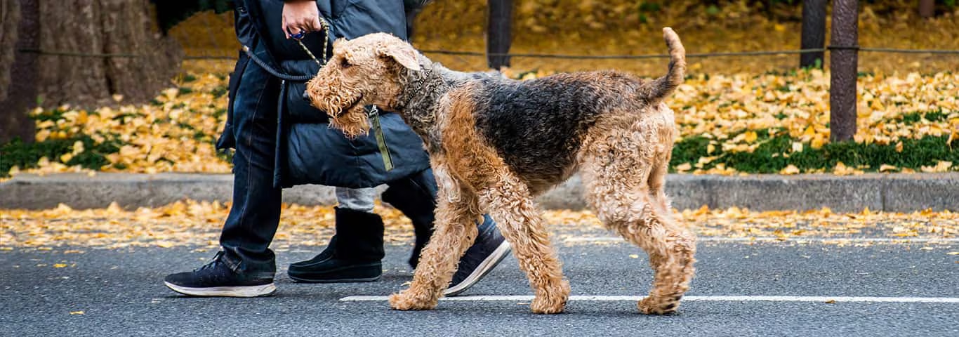 Fotografía de un perro Airedale Terrier