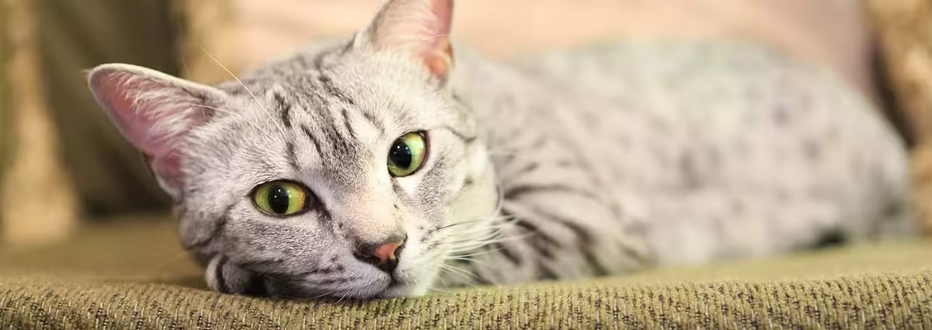 Fotografía de un gato Mau egipcio