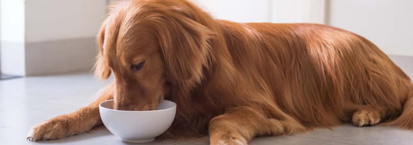 Fotografía de un perro Golden Retriever