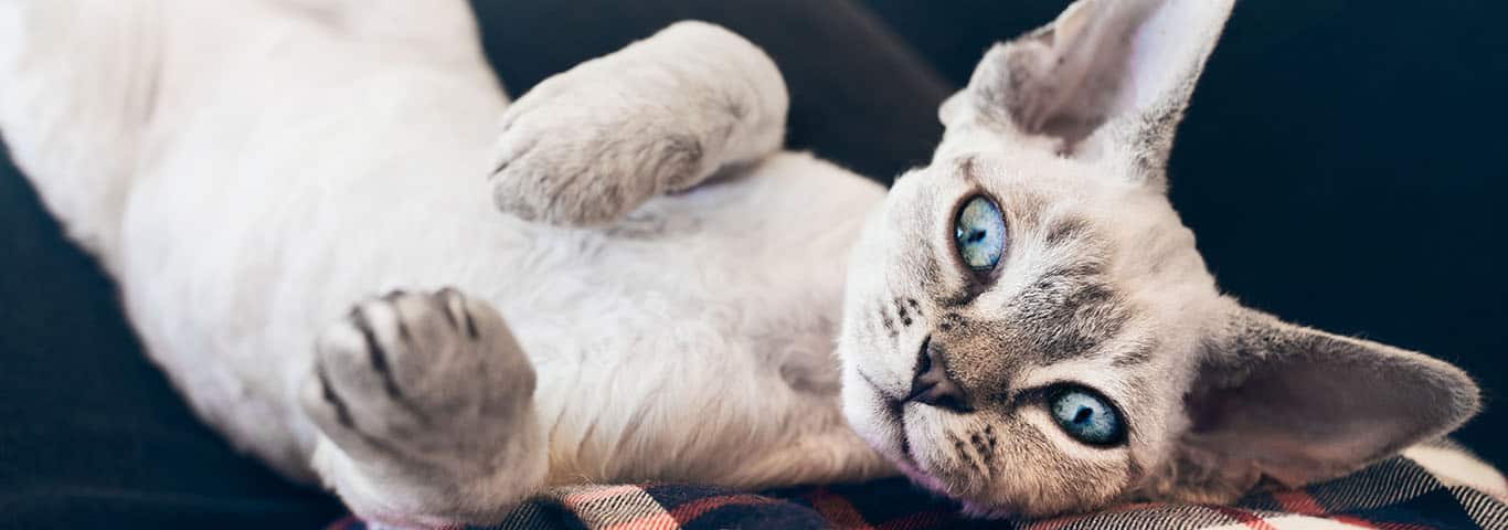 Fotografía de un gato Devon Rex