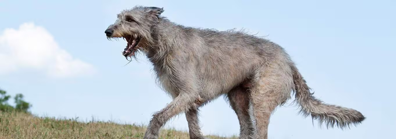 Fotografía de un perro lobo irlandés
