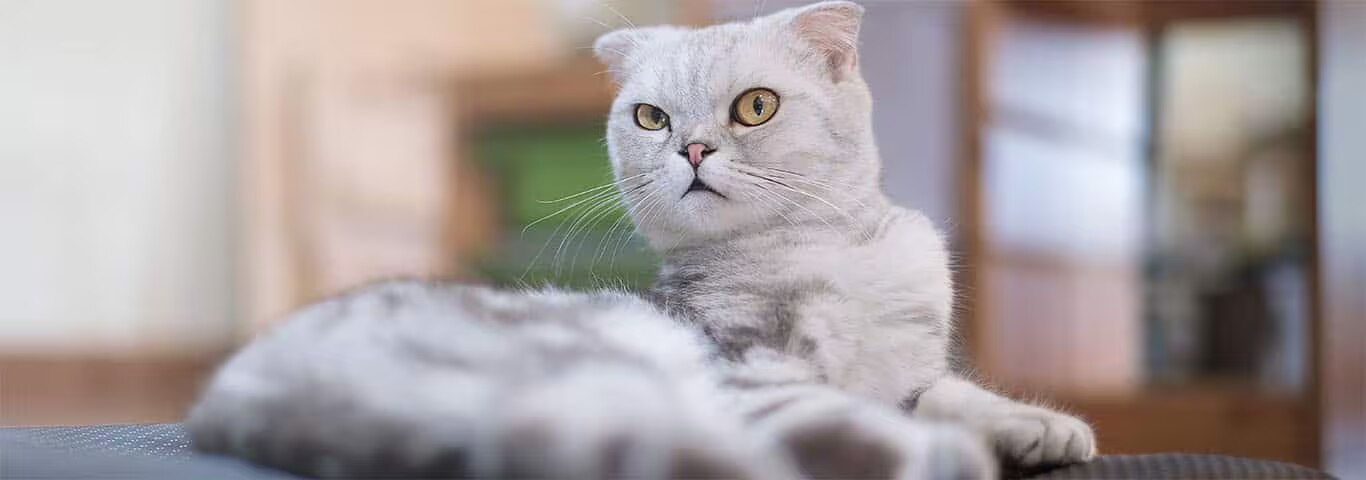 Fotografía de un gato Scottish Fold