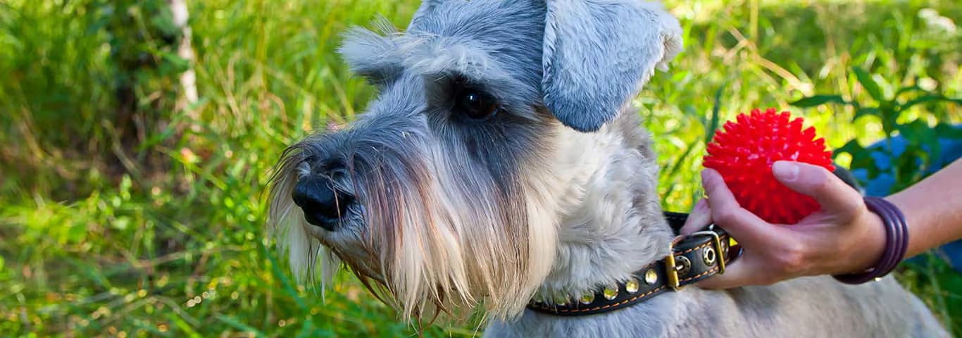 Fotografía de un perro Schnauzer miniatura