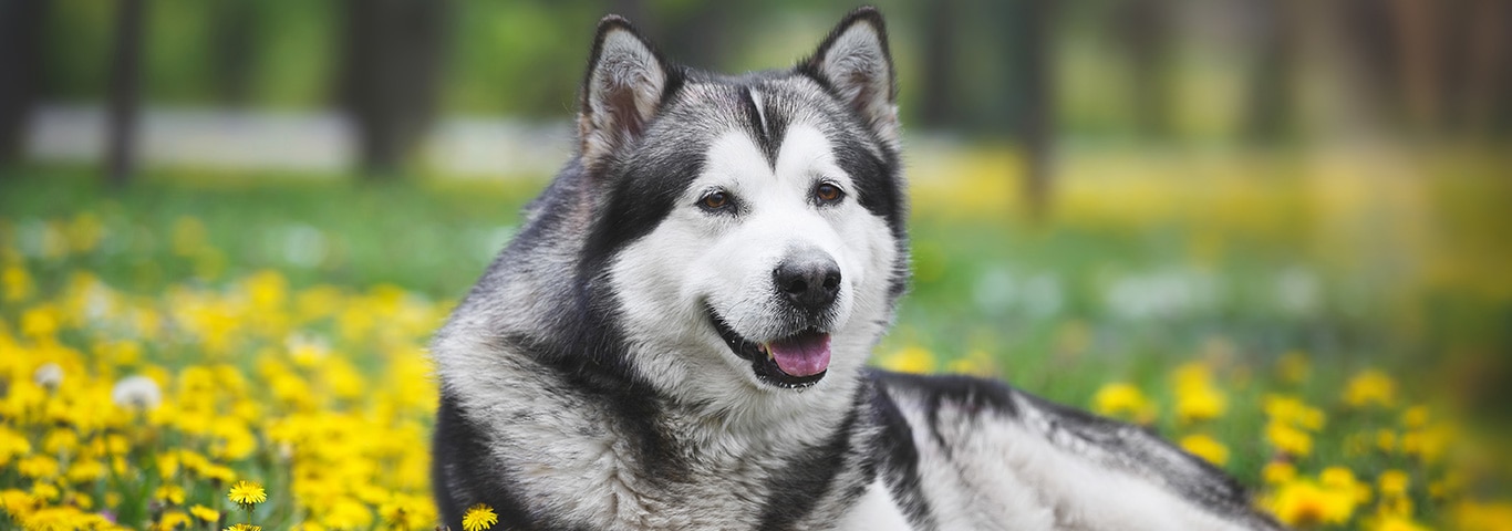 Fotografía de un perro Malamute de Alaska