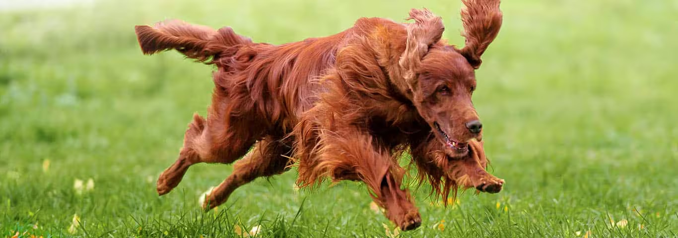 Fotografía de un perro setter irlandés