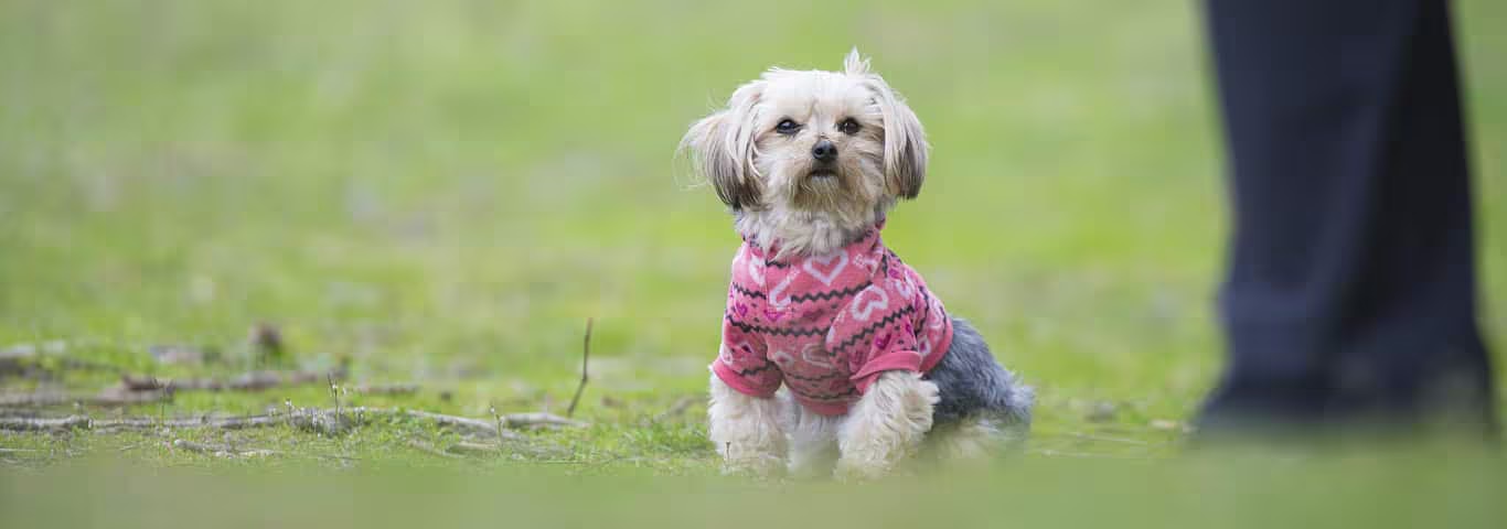 Fotografía de un perro de raza Puggle