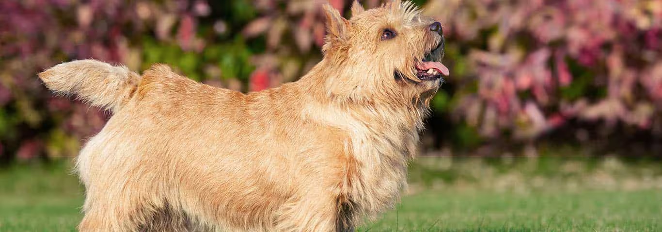 Fotografía de un perro Norwich Terrier