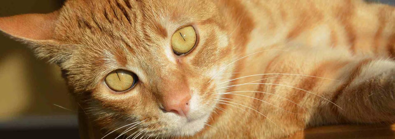 Fotografía de un gato americano de pelo corto