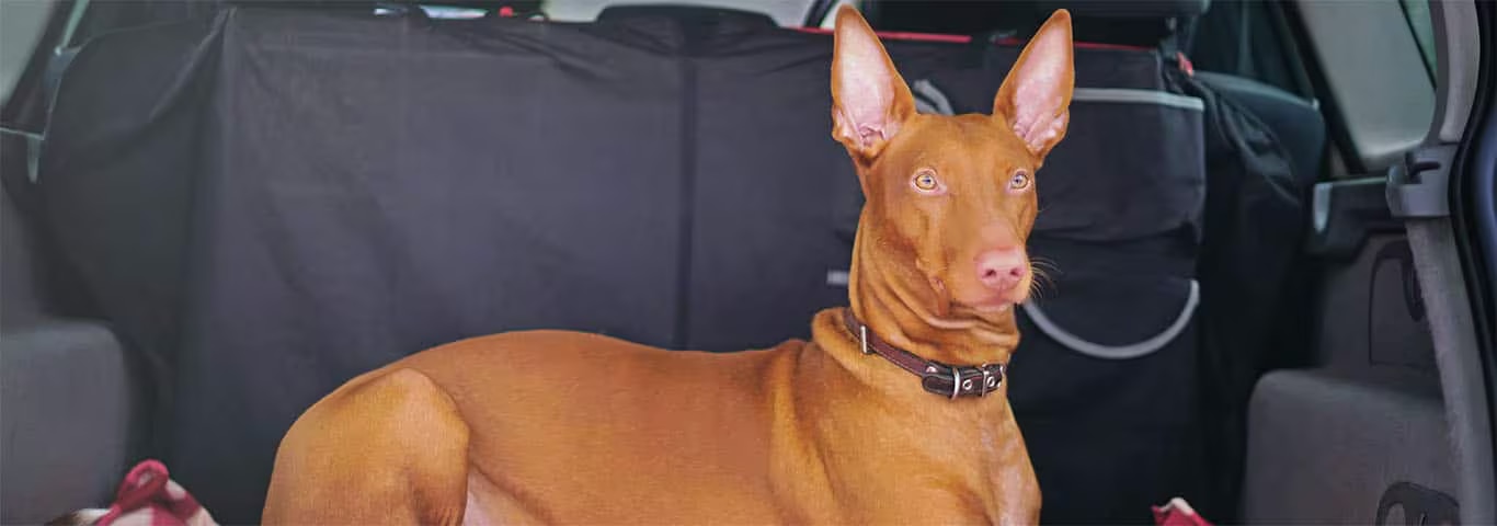Fotografía de un perro Pharaoh Hound