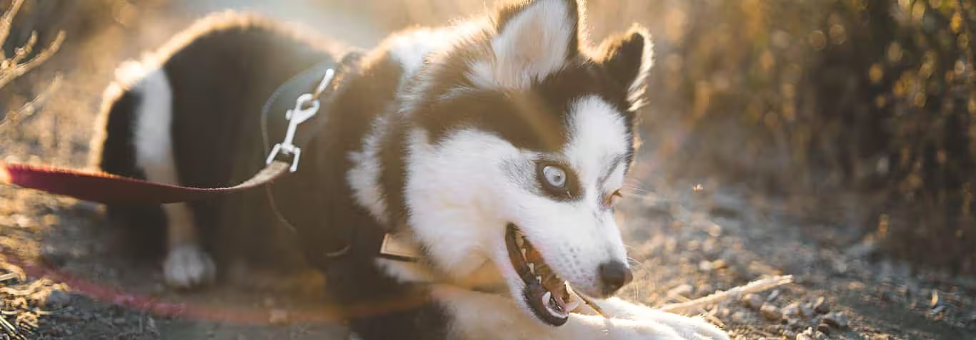 Fotografía de un perro de raza Shar-pei