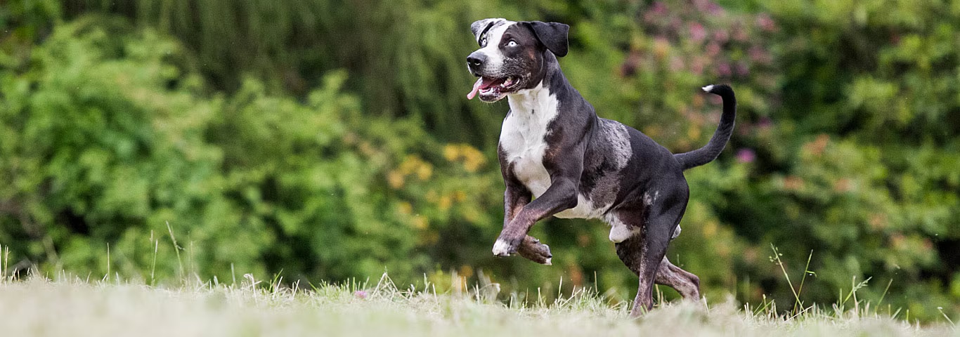 Fotografía de un perro Chiweenies