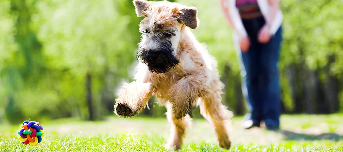 Fotografía de un perro Wheaten Terrier de pelo suave
