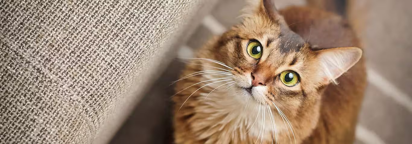 Fotografía de un gato somalí