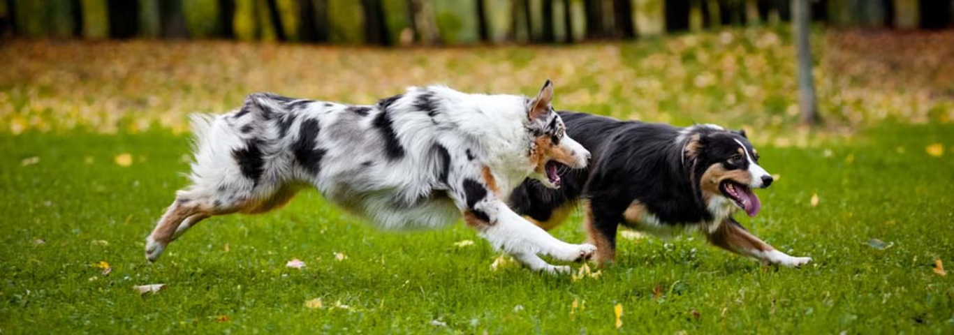 Fotografía de un perro pastor australiano