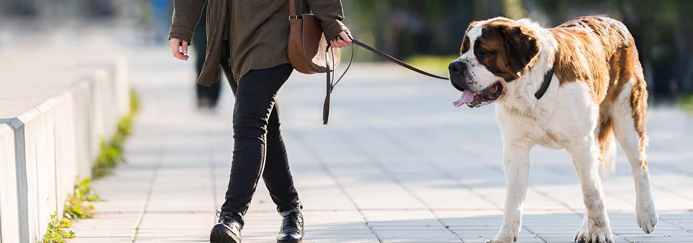 Fotografía de un perro San Bernardo