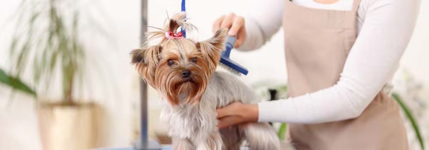 Fotografía de un perro Yorkshire Terrier