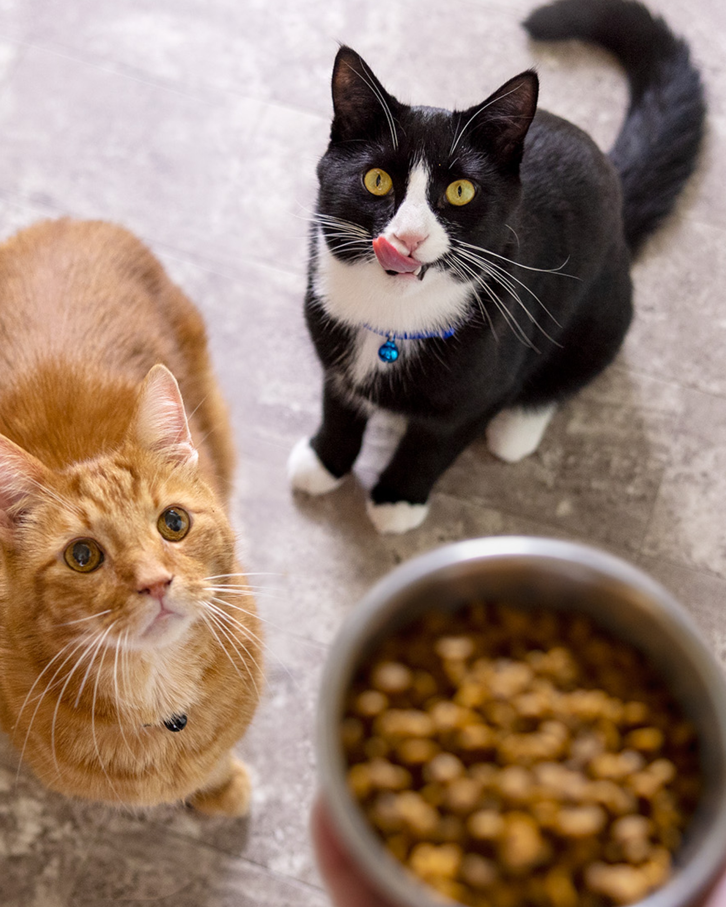 un gato naranja y un gato blanco y negro miran hacia un tazón de comida