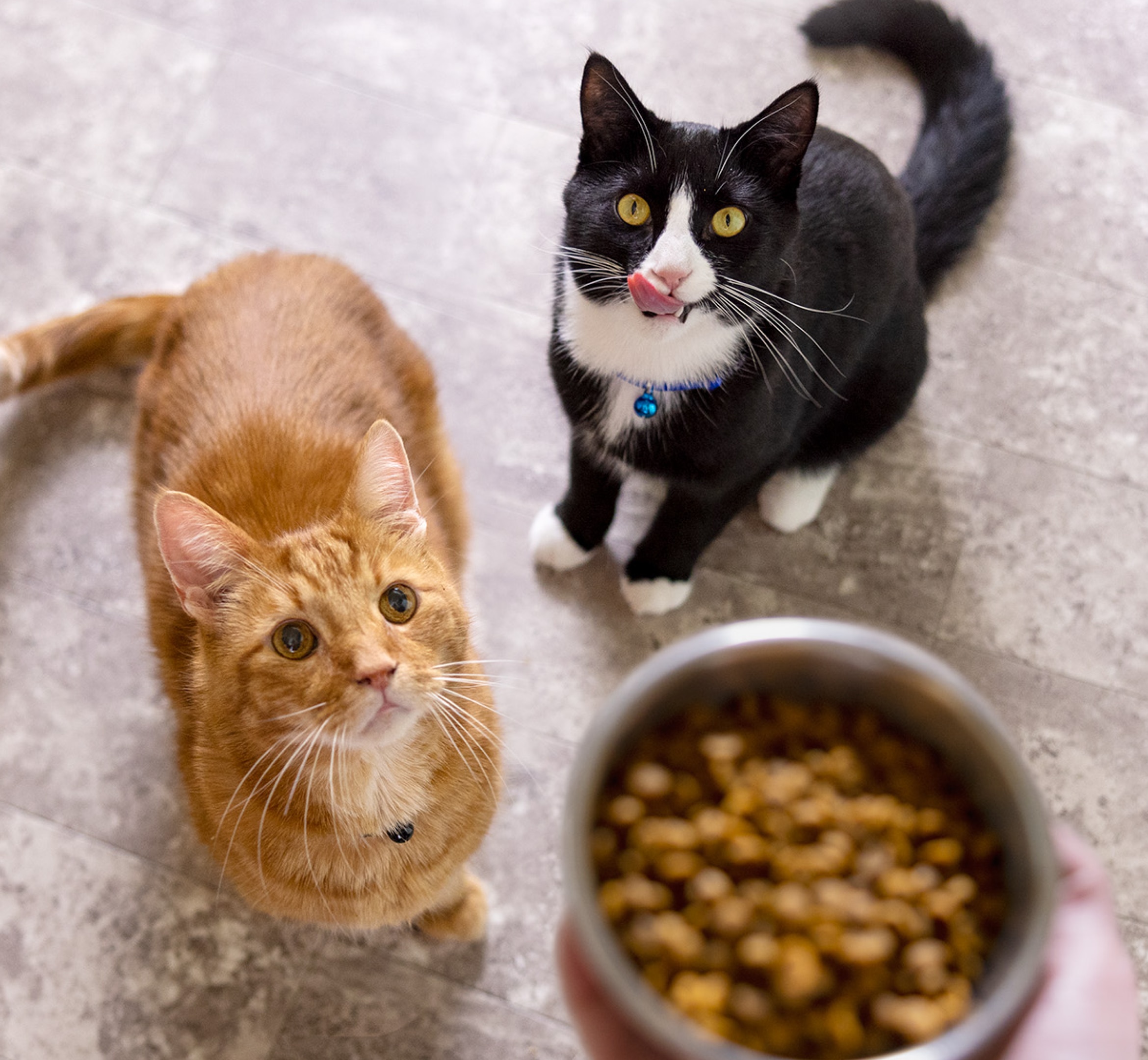 un gato naranja y un gato blanco y negro miran hacia un tazón de comida