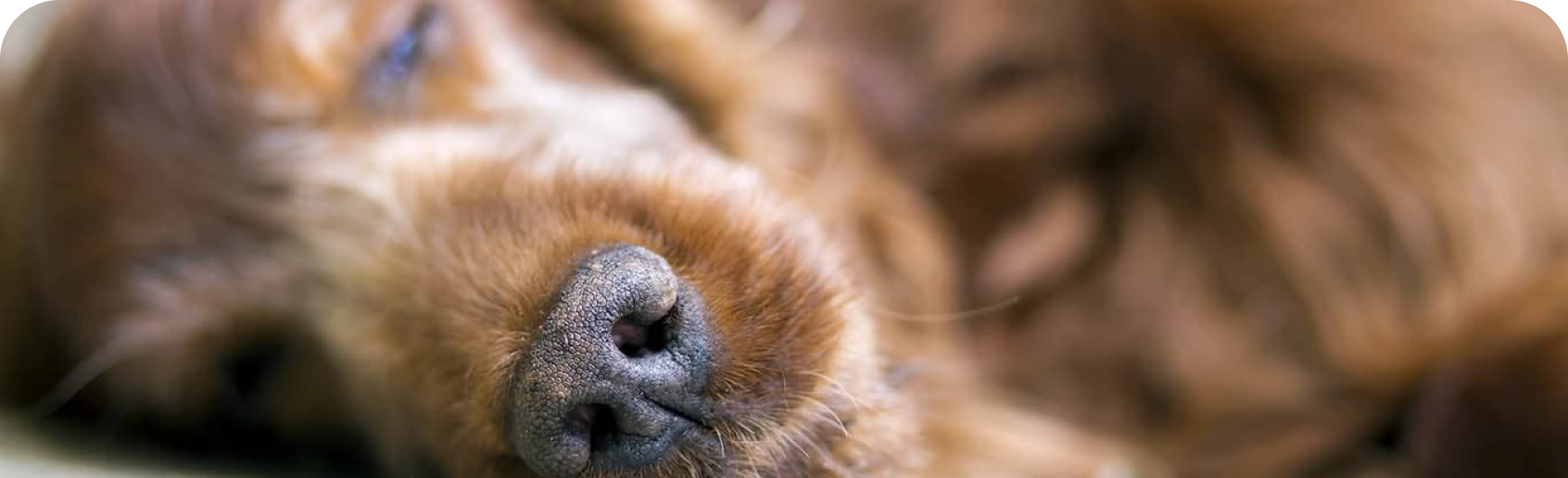 un perro durmiendo