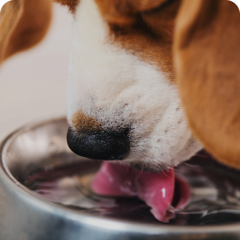 un perro bebiendo agua de un tazón