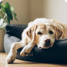 un perro obeso parece letárgico y cansado